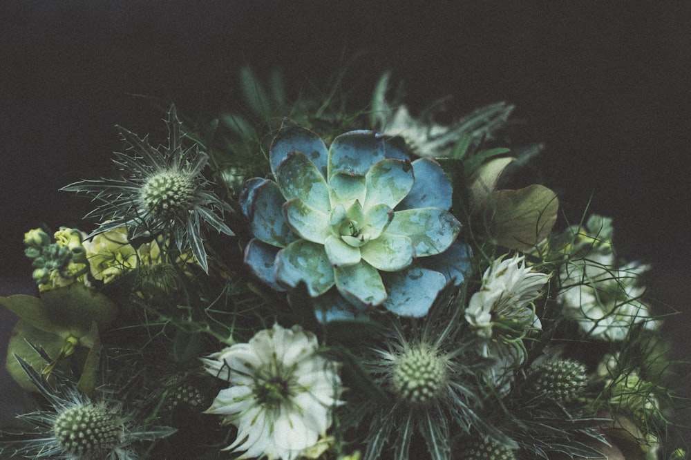 green and blue flower in close up photography