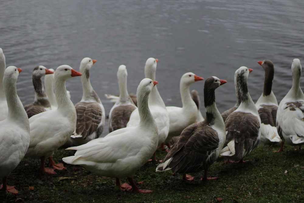 2 white and brown geese on green grass near body of water during daytime