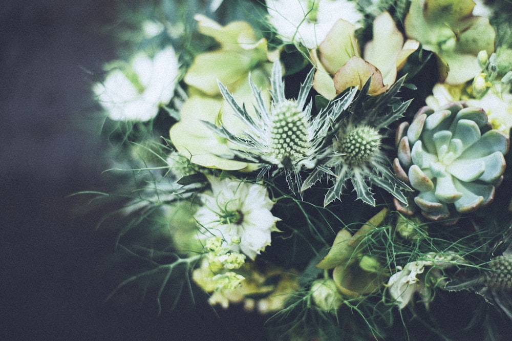 white flowers with green leaves