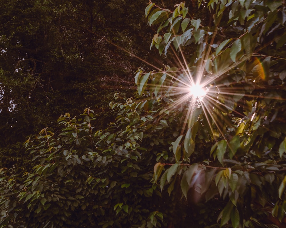 sun rays coming through green leaves