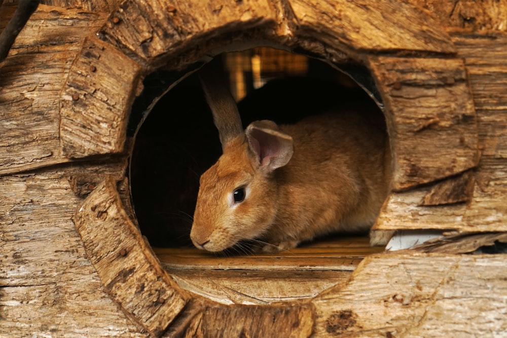 brown rabbit in brown wooden cage