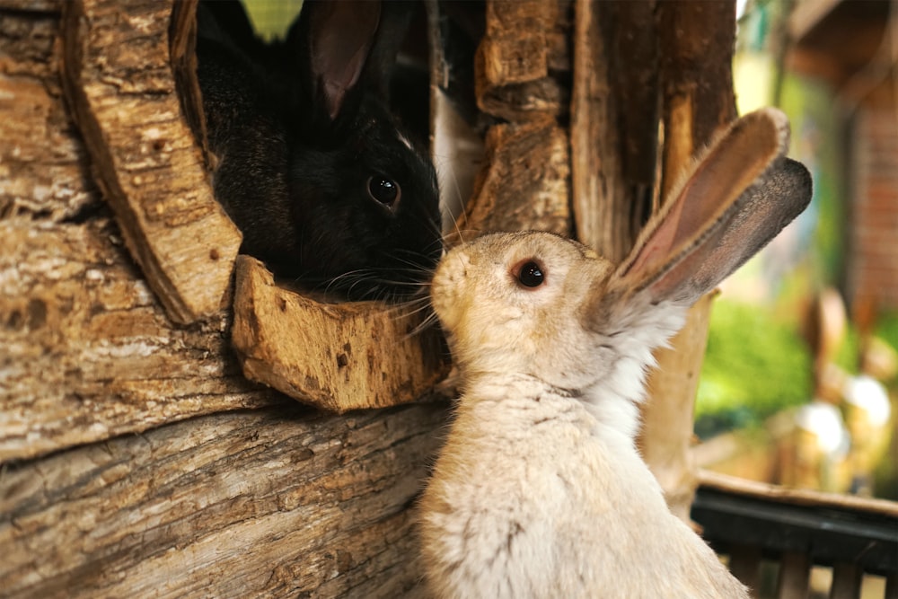 white and brown rabbit on brown wooden log