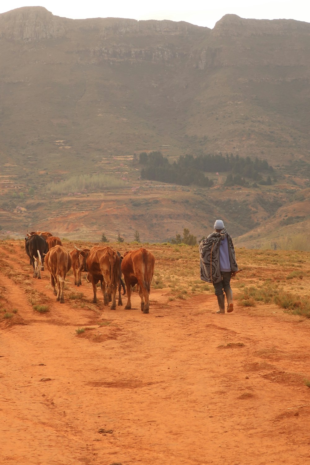 Mujer en chaqueta azul de pie junto a la vaca marrón durante el día