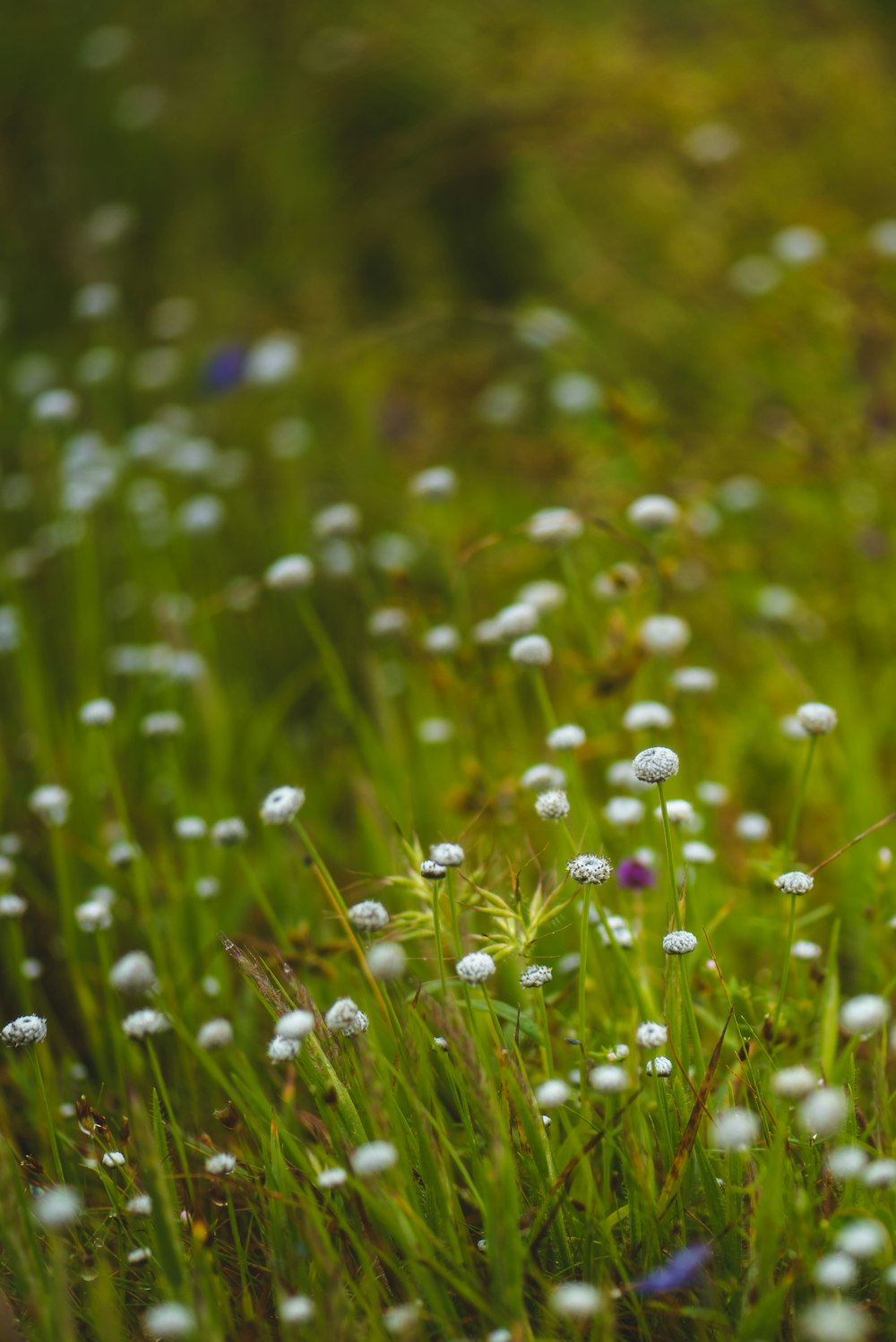 white flowers with green leaves