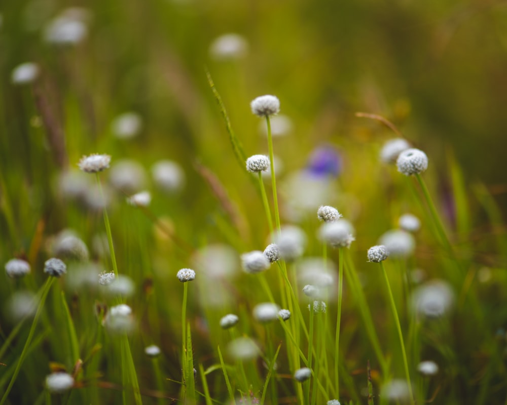 purple flower in tilt shift lens