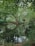 green and brown trees beside river during daytime