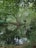 green and brown trees beside river during daytime