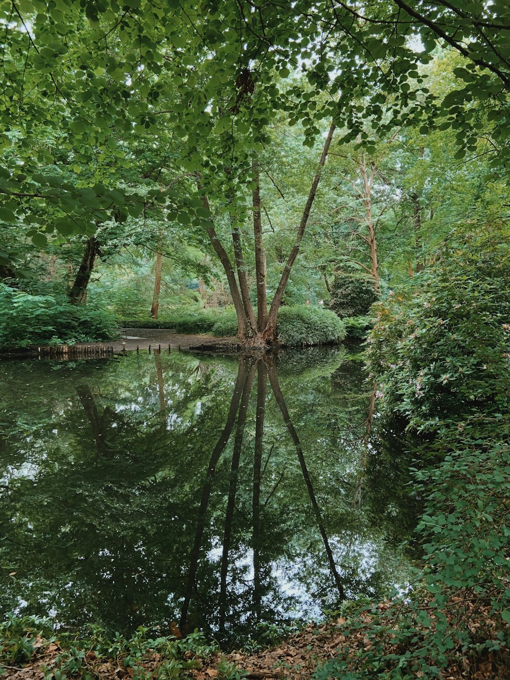 green and brown trees beside river during daytime