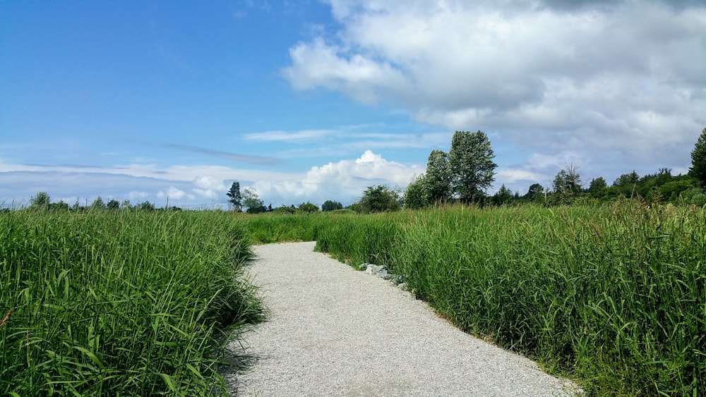 green grass field under blue sky during daytime