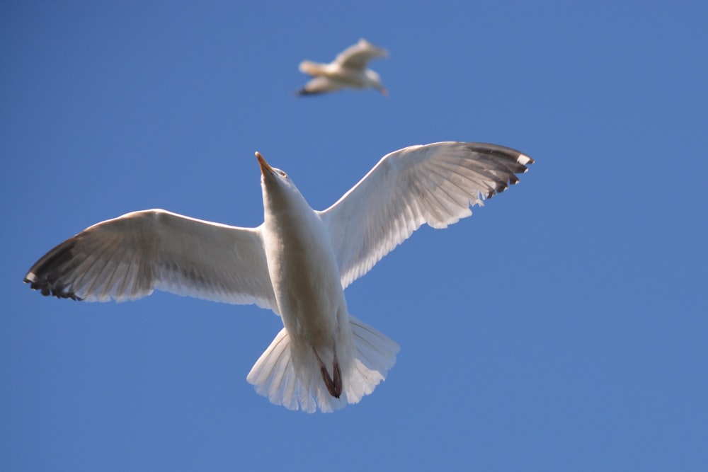 white bird flying during daytime