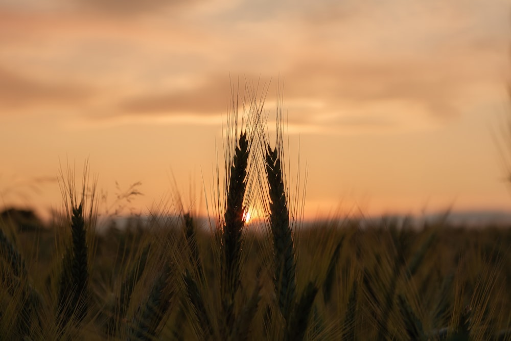 wheat field during golden hour