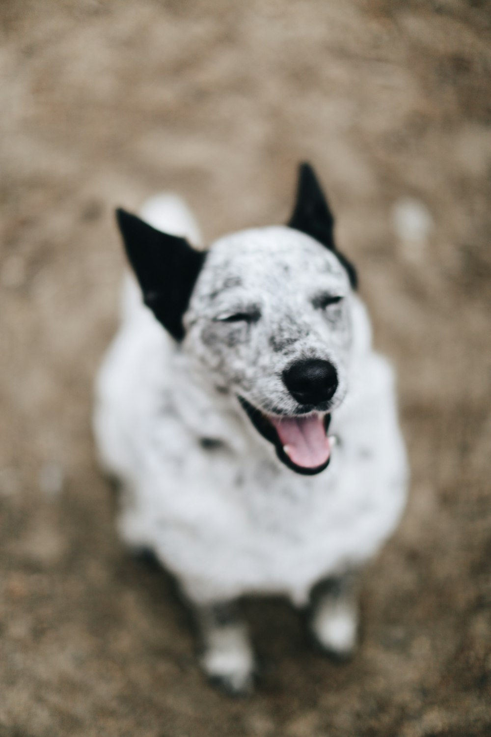 white and black short coated dog