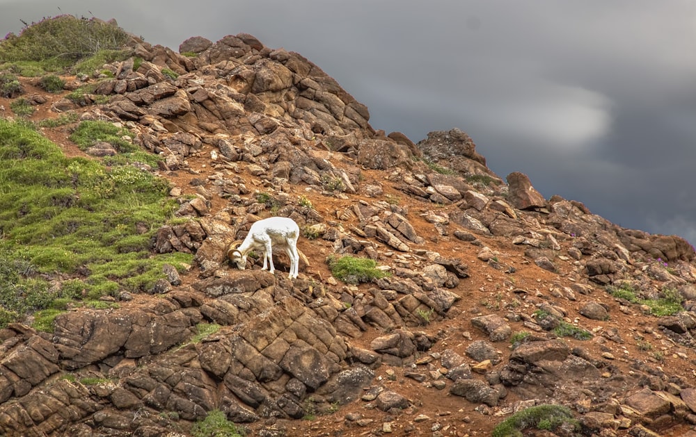 white goat on brown rock