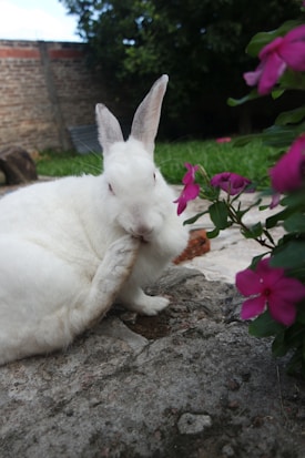A white rabbit is sitting on a stone surface, grooming its front paw. It is surrounded by green grass and pink flowers, with a brick wall and trees in the background.