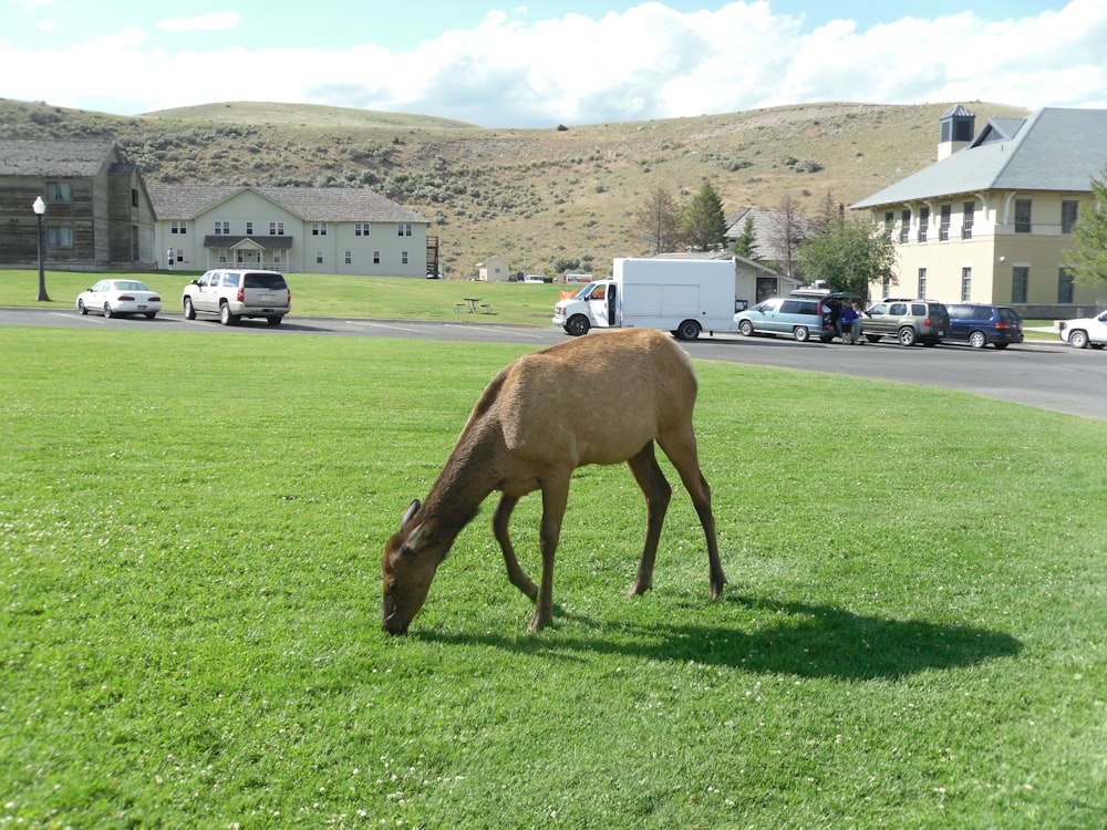 brown horse on green grass field during daytime