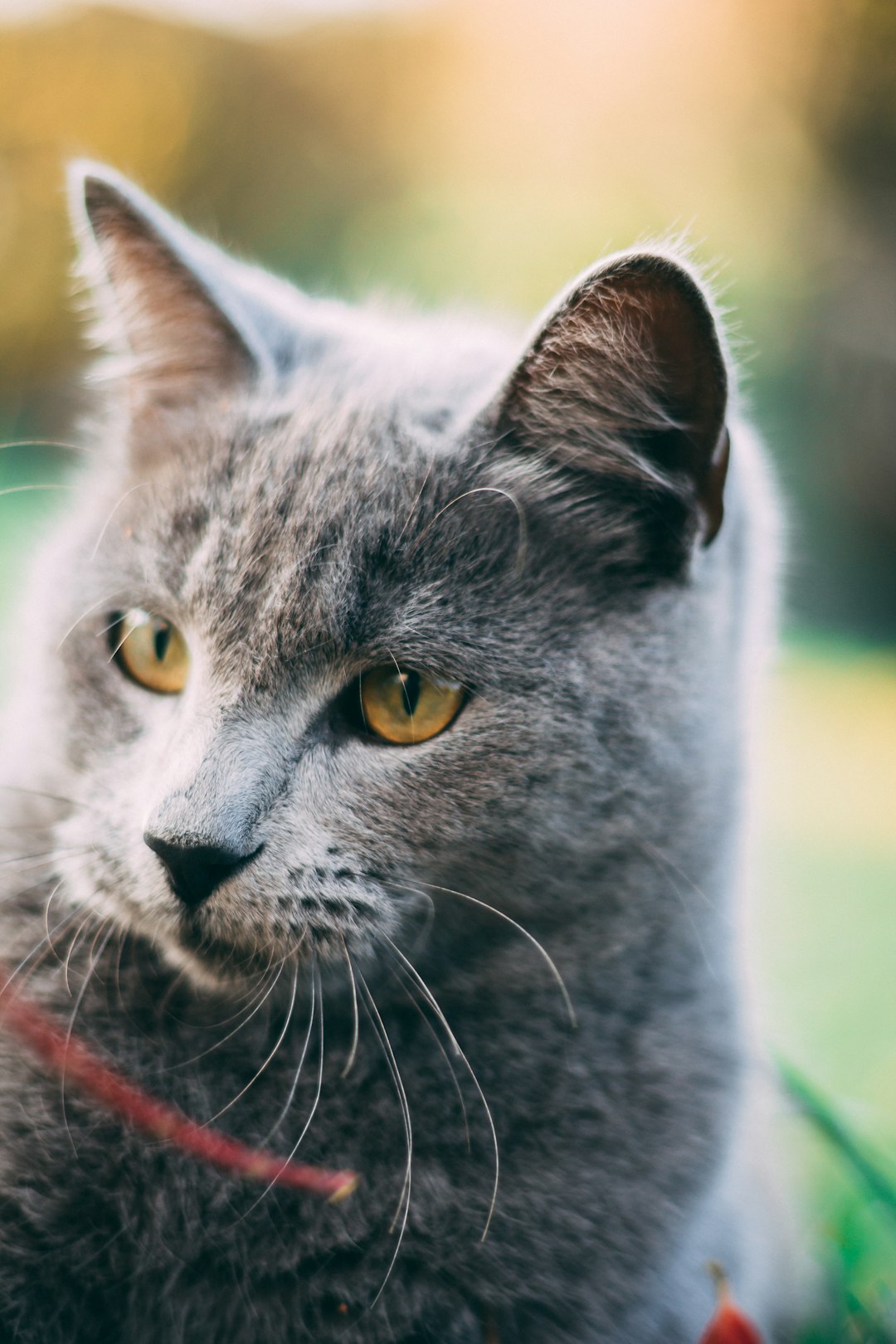 russian blue cat in red and black plaid shirt