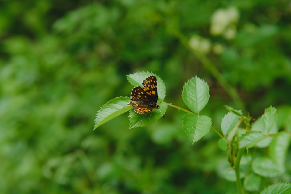 black and brown butterfly on green leaf during daytime