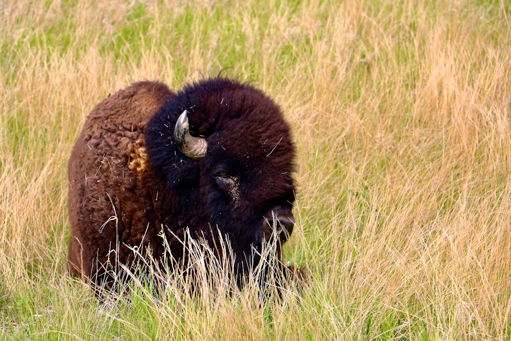 black bison on green grass field during daytime