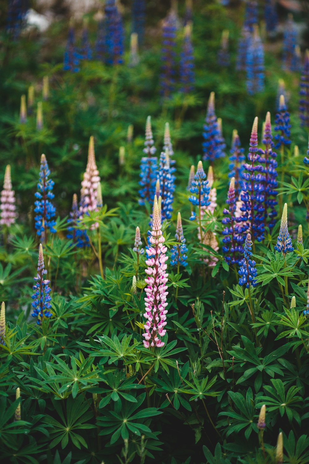 flores azules y blancas sobre hierba verde