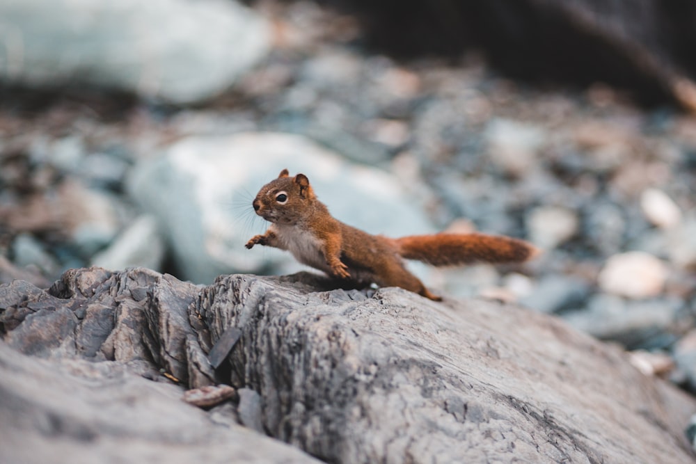 brown squirrel on gray rock during daytime