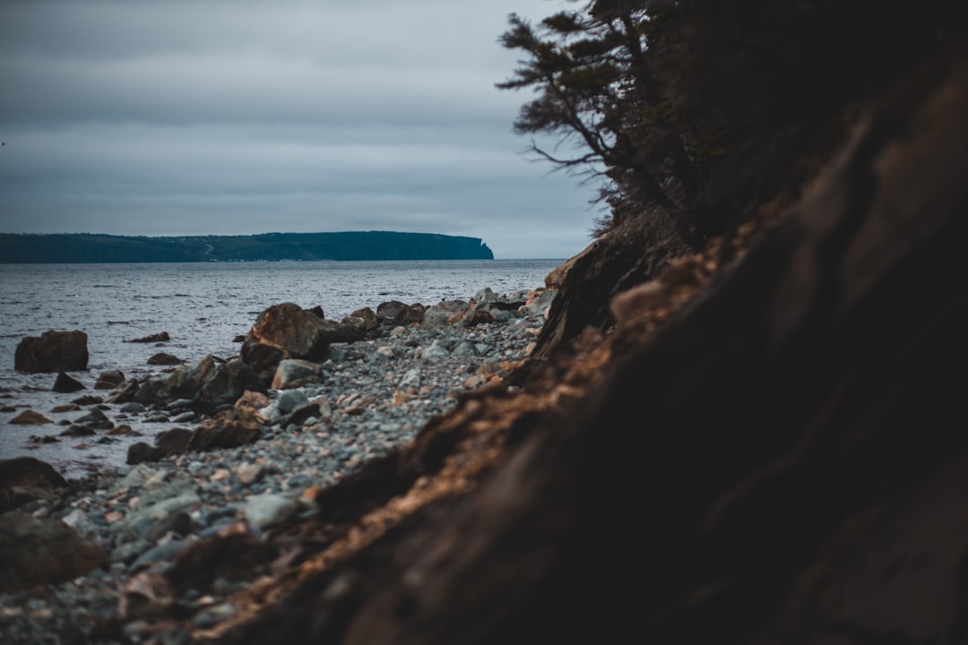 green tree on brown rocky shore near body of water during daytime