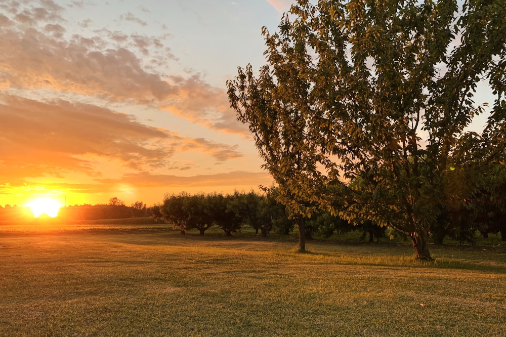 arbre vert sur le champ d’herbe verte au coucher du soleil