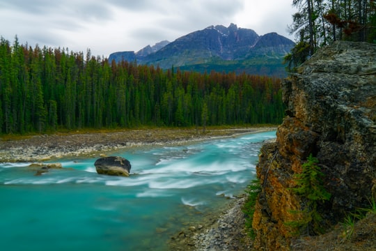 green trees beside river during daytime in Alberta Canada