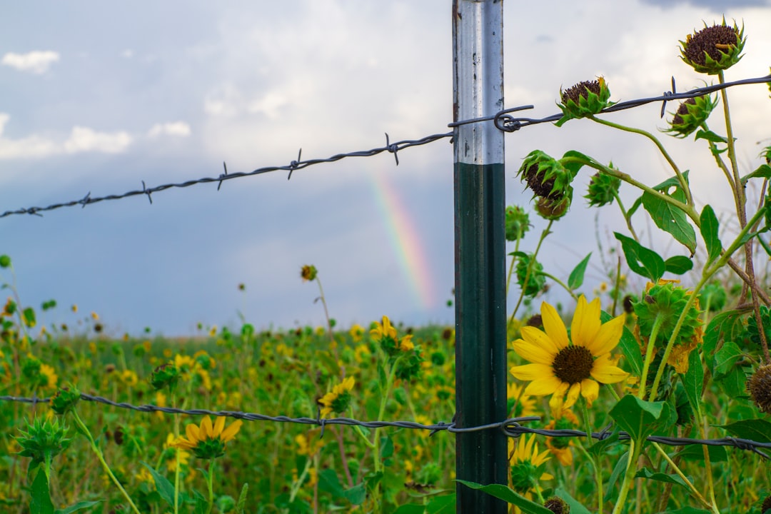 yellow flower on gray metal fence during daytime