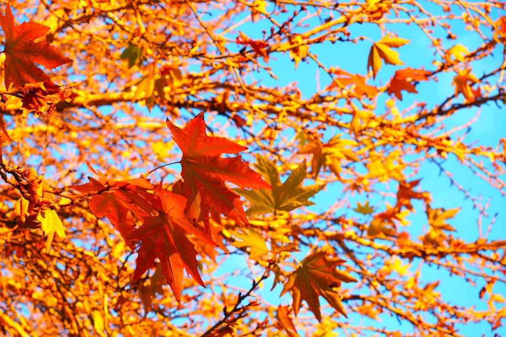 brown maple leaves on tree