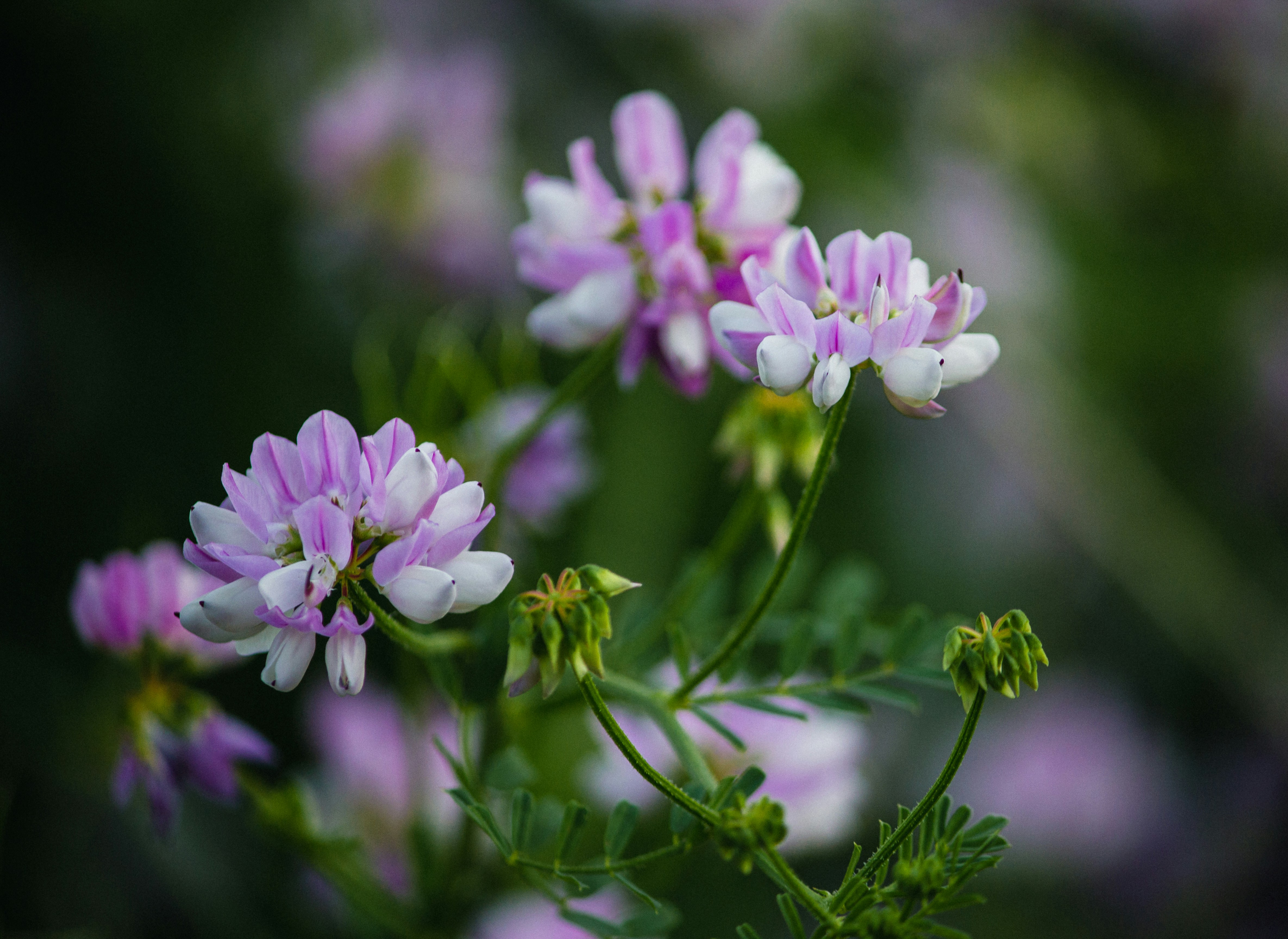 クラウンベッチのイメージ