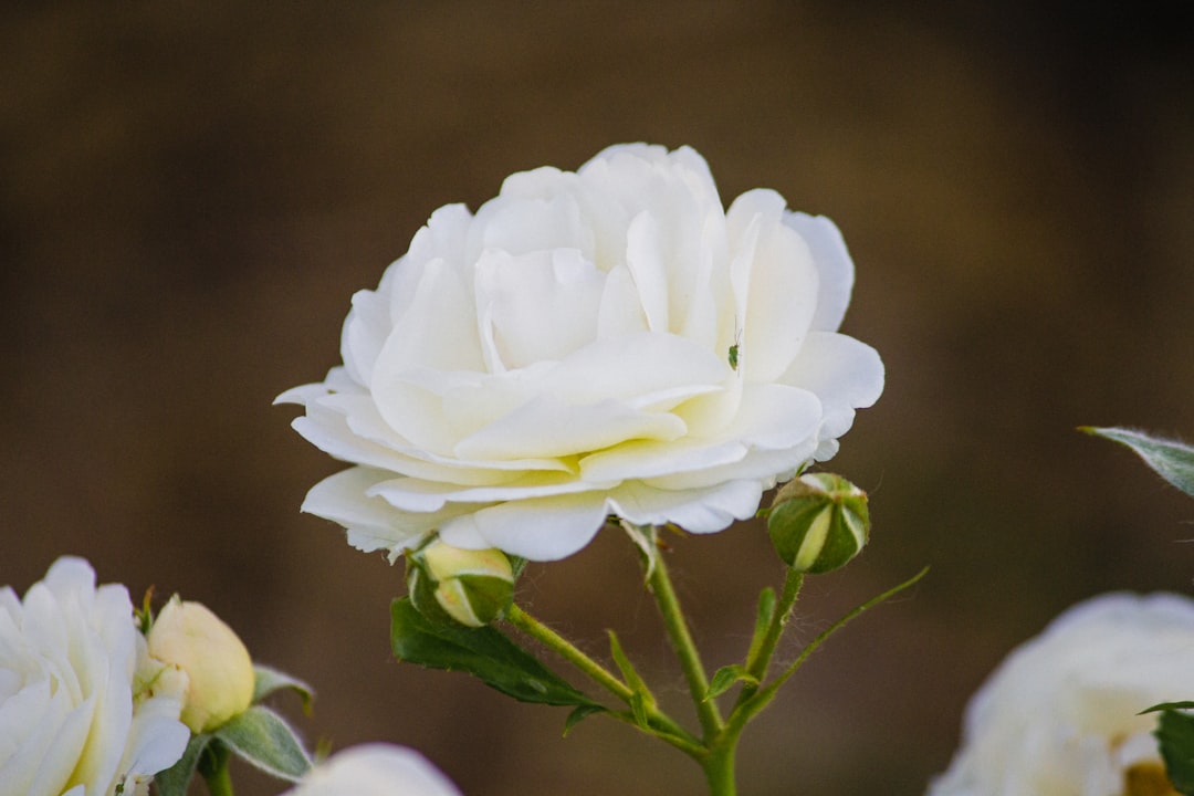 white flower in tilt shift lens