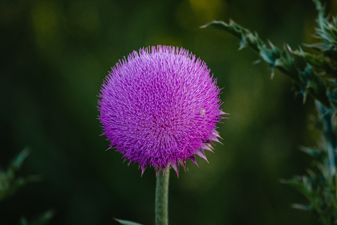 purple flower in tilt shift lens