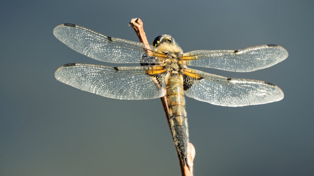 brown and black dragonfly on brown stick in close up photography during daytime