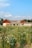 A traditional building with wooden accents is set behind a lush field of wildflowers under a blue sky. The house and garden area convey a sense of tranquility, surrounded by nature.