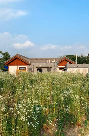 A traditional building with wooden accents is set behind a lush field of wildflowers under a blue sky. The house and garden area convey a sense of tranquility, surrounded by nature.