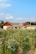 A traditional building with wooden accents is set behind a lush field of wildflowers under a blue sky. The house and garden area convey a sense of tranquility, surrounded by nature.