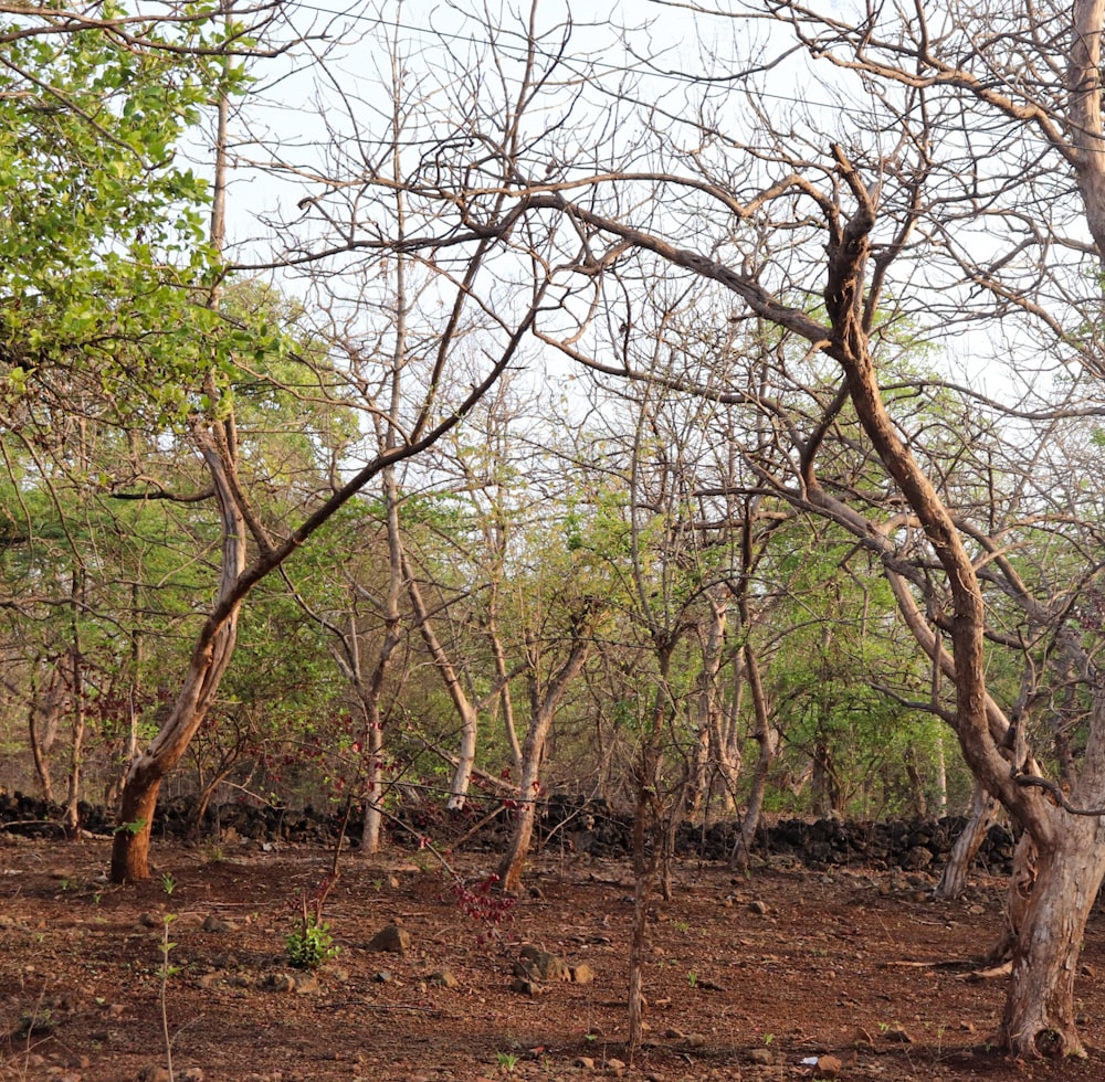 green trees on brown soil