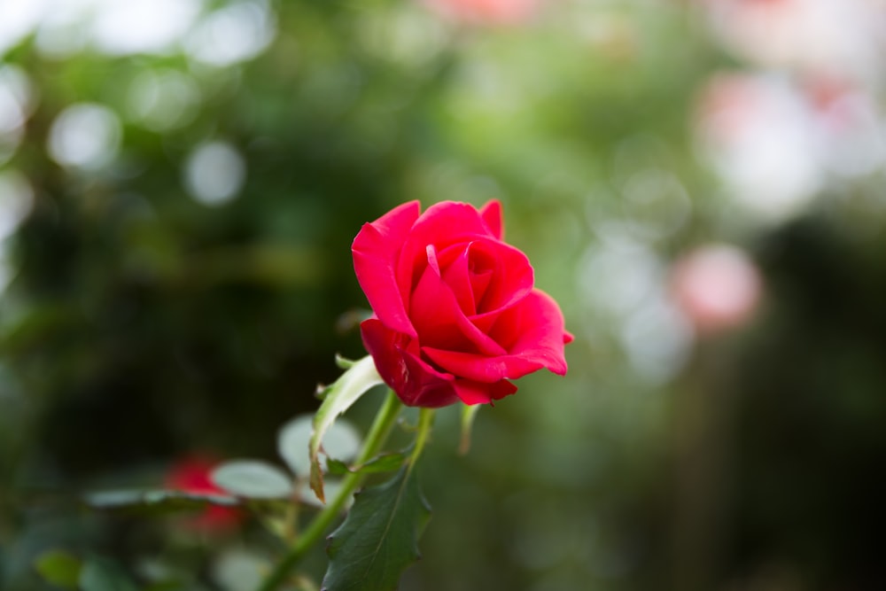 pink rose in bloom during daytime