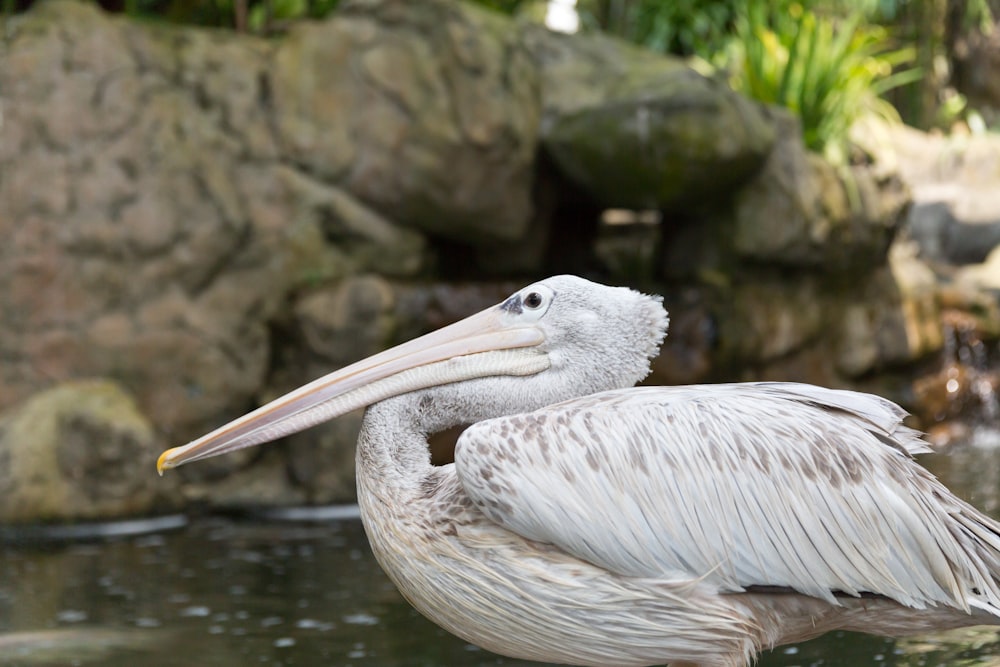 white pelican on body of water during daytime