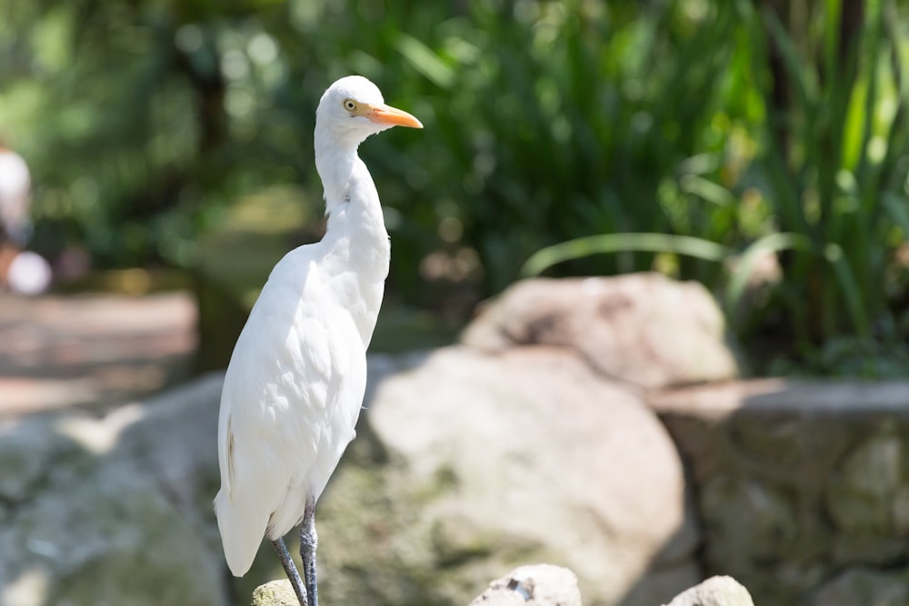 pássaro branco na rocha cinzenta durante o dia