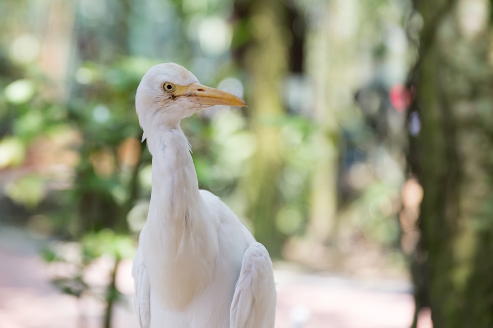 white bird on brown wooden table during daytime