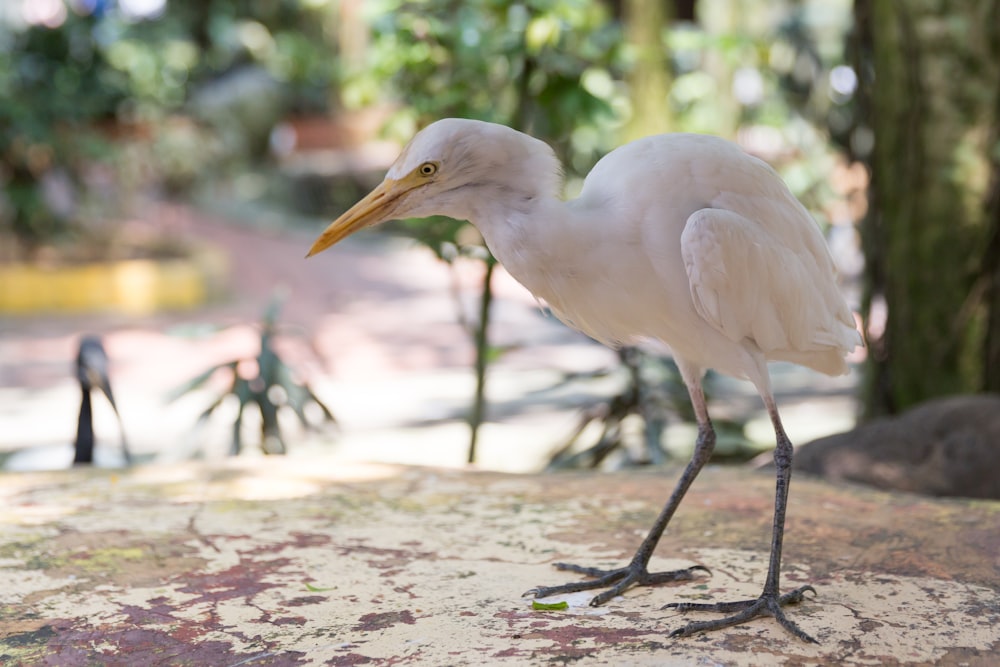 white bird on brown wooden stick during daytime