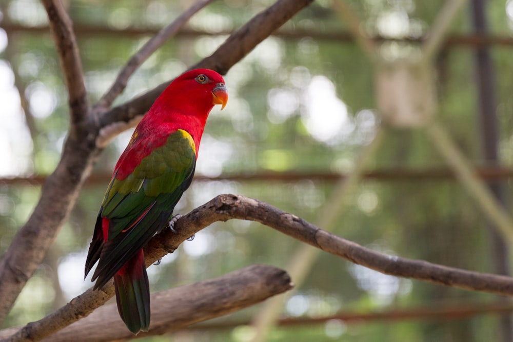 pájaro rojo, verde y amarillo en la rama marrón del árbol durante el día
