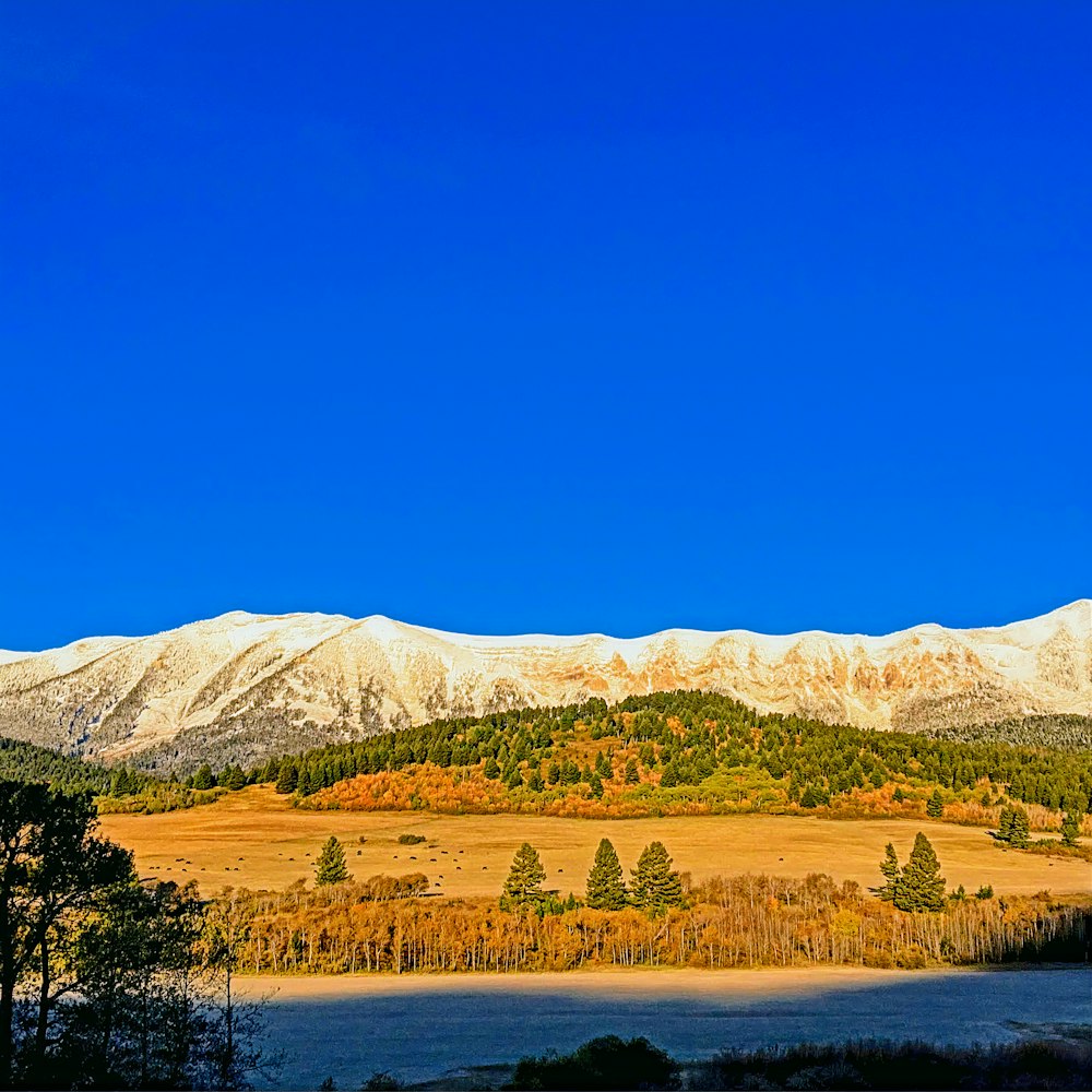 green trees near lake and mountains during daytime