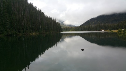 green trees beside lake under cloudy sky during daytime in Chilliwack Lake Canada