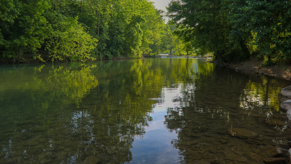 green trees beside river during daytime