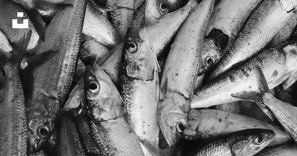 Gray fish on black surface photo – Free Grey Image on Unsplash