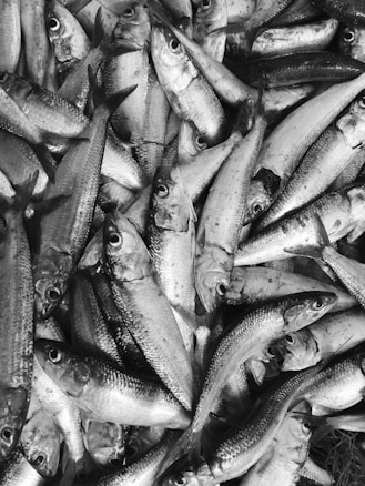 A large pile of fish, freshly caught and lying on each other. The fish have shiny scales and prominent eyes, with their bodies mostly overlapping. The image is in black and white, enhancing the texture and details of the fish scales.