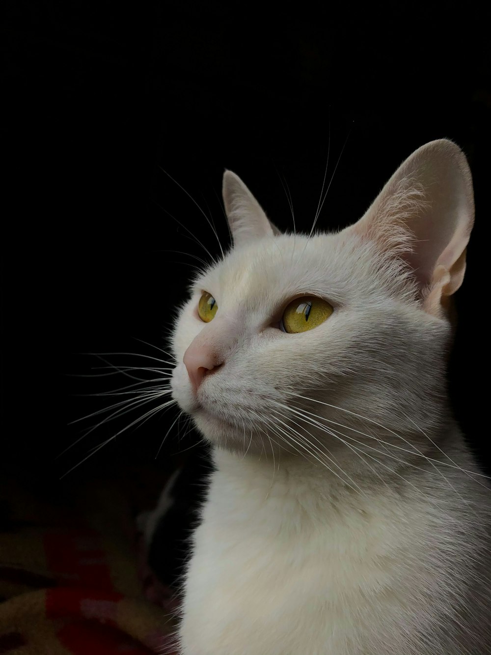 white cat with yellow eyes