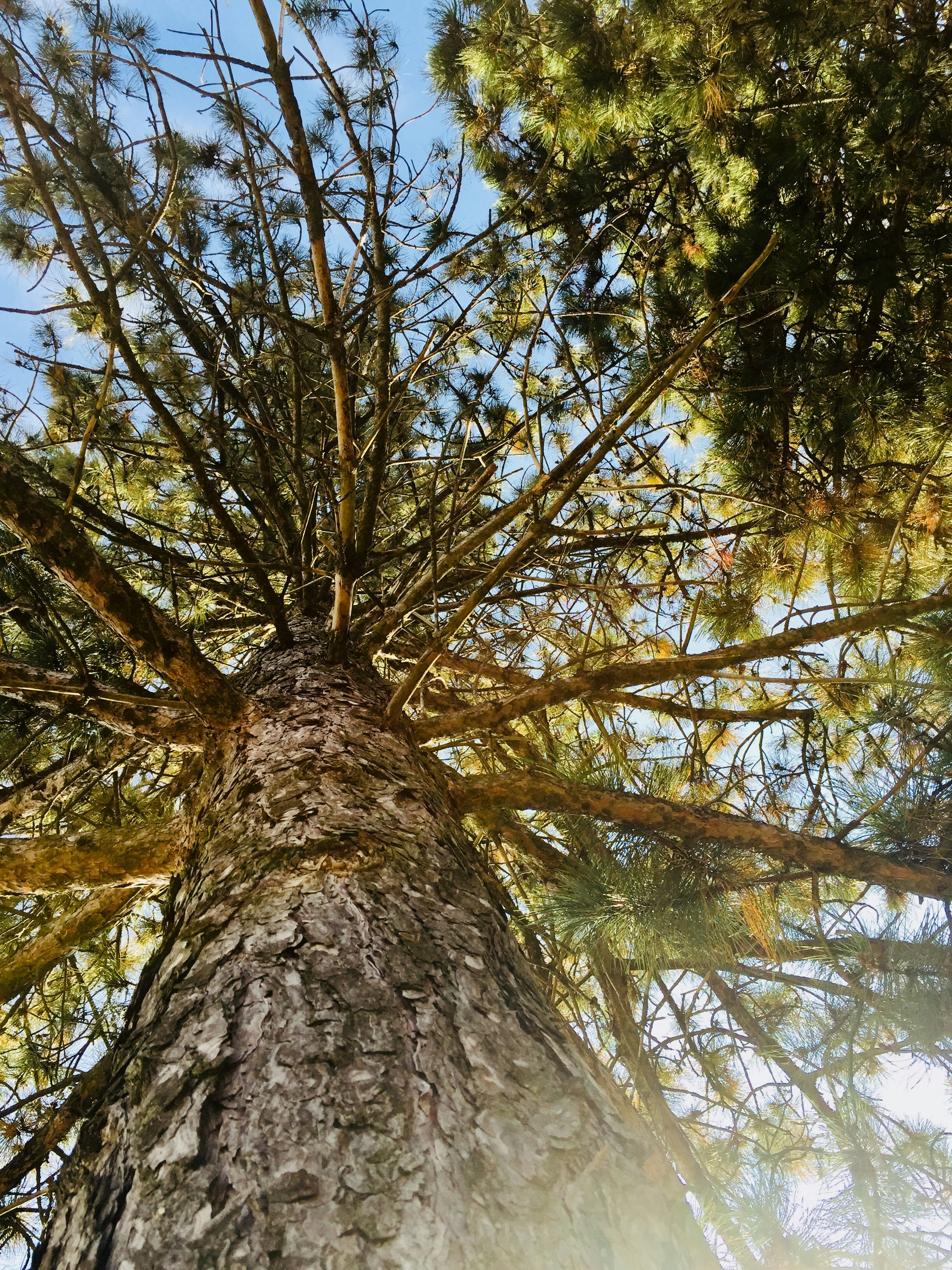 Tree Perspective